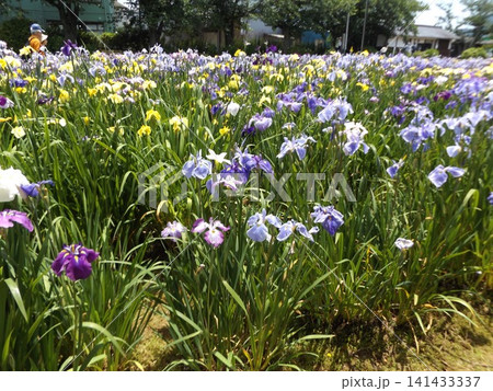 潮来あやめ園の黄色青色の花菖蒲 潮来あやめ園の黄色青色の花菖蒲 141433337