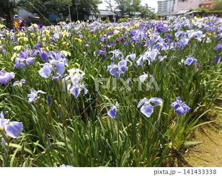 潮来あやめ園の青色の黄色の花菖蒲 141433338