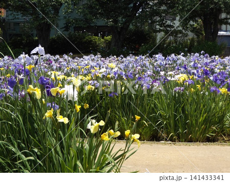 黄色紫色の花菖蒲の花 141433341