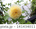 雨に濡れた白い、バラ 雨に濡れた白い、バラ 141434011