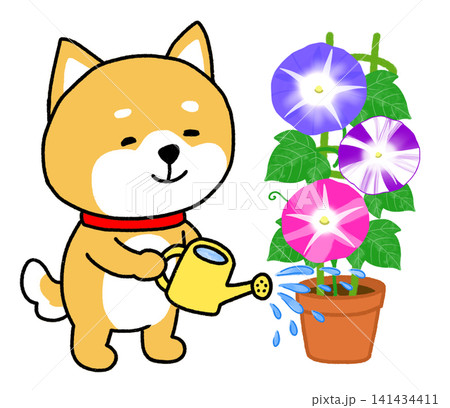 黄色のジョウロであさがおに水やりしているしばいぬ 141434411