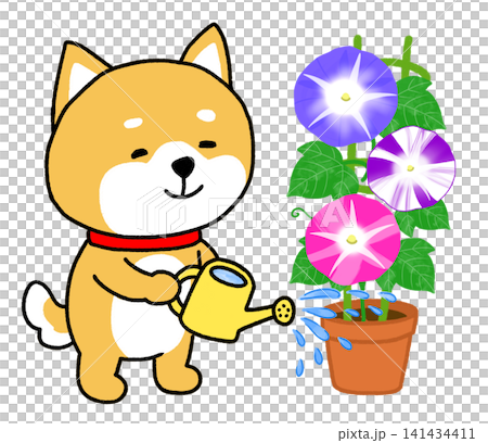 黄色のジョウロであさがおに水やりしているしばいぬ 141434411