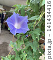 夏の朝に美しく咲く青紫色の朝顔の花 141434416
