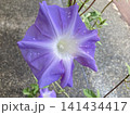 雨上がりの雫が光る紫色の朝顔のクローズアップ 141434417