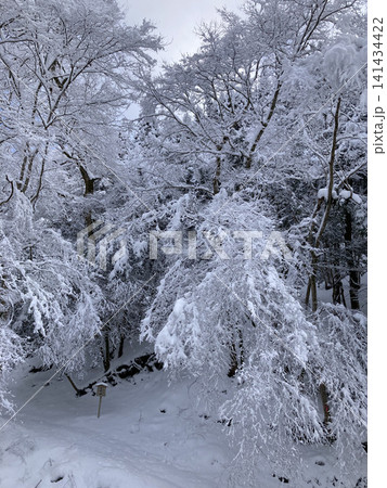 静寂に包まれた雪深い冬の森の散策路 静寂に包まれた雪深い冬の森の散策路 141434422