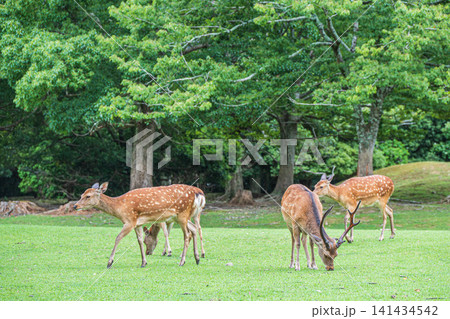 草を食べる鹿 奈良公園飛火野 草を食べる鹿 奈良公園飛火野 141434542