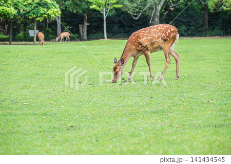 草を食べる鹿 奈良公園飛火野 草を食べる鹿 奈良公園飛火野 141434545
