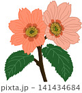Art work 141434684