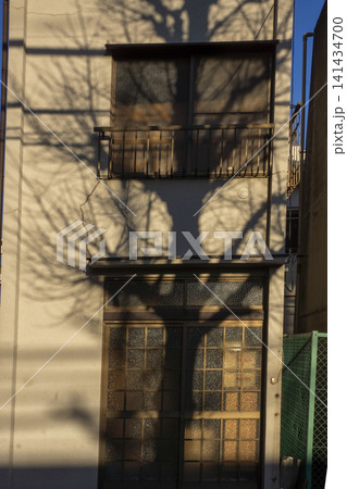 民家の壁を覆う銀杏の大木の影・文京区 民家の壁を覆う銀杏の大木の影・文京区 141434700