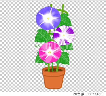 Beautiful potted morning glories with large, colorful blossoms. Beautiful potted morning glories with large, colorful blossoms. 141434718