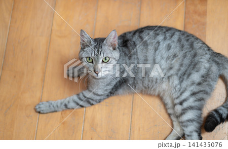 床に寝そべる可愛い猫　サバトラ猫 141435076