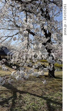 泉縄文公園　【新潟県 上越市 中郷区】 141435261