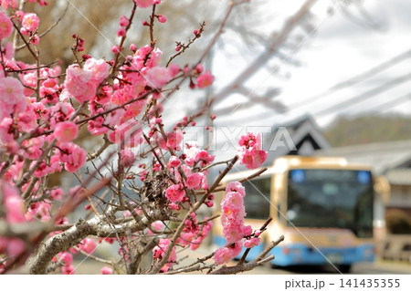 花桃の里を走るバス 花桃の里を走るバス 141435355