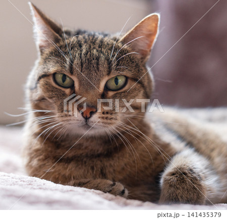 Tabby cat resting on a soft blanket at home. Domestic feline looking directly at camera. Animal portrait showing pet, comfort, loyalty, and companionship in a cozy domestic setting. Tabby cat resting on a soft blanket at home. Domestic feline looking directly at camera. Animal portrait showing pet, comfort, loyalty, and companionship in a cozy domestic setting. 141435379