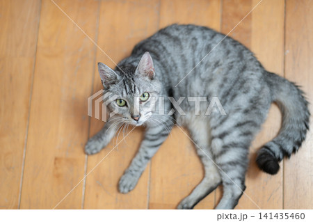 床に寝そべる可愛い猫　サバトラ猫 141435460