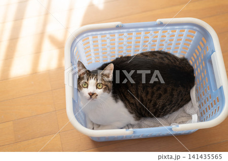 かごの中でくつろぐ可愛い猫 キジトラ猫 かごの中でくつろぐ可愛い猫 キジトラ猫 141435565