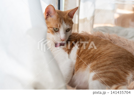 毛繕いをする猫 茶トラ白 毛繕いをする猫 茶トラ白 141435704