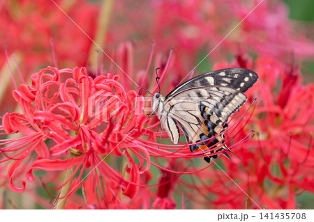 彼岸花にとまるアゲハチョウ 彼岸花にとまるアゲハチョウ 141435708