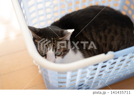 かごの中でくつろぐ可愛い猫　キジトラ猫 141435711