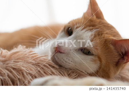 窓辺でくつろぐ猫 茶トラ白 窓辺でくつろぐ猫 茶トラ白 141435740