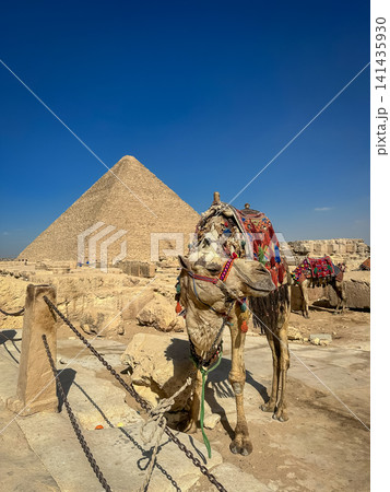 Bedouin camels and horses near the Egyptian pyramids, Cairo, Giza 141435930
