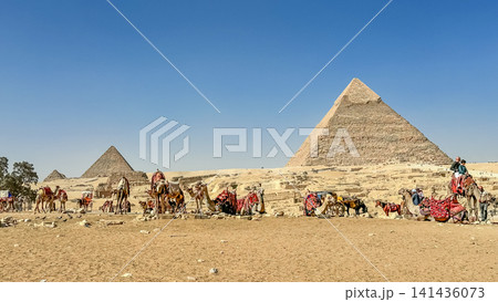 Bedouin camels and horses near the Egyptian pyramids, Cairo, Giza 141436073