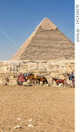 Bedouin camels and horses near the Egyptian pyramids, Cairo, Giza Bedouin camels and horses near the Egyptian pyramids, Cairo, Giza 141436076