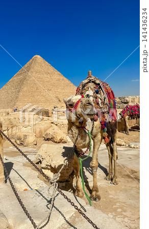 Bedouin camels and horses near the Egyptian pyramids, Cairo, Giza Bedouin camels and horses near the Egyptian pyramids, Cairo, Giza 141436234