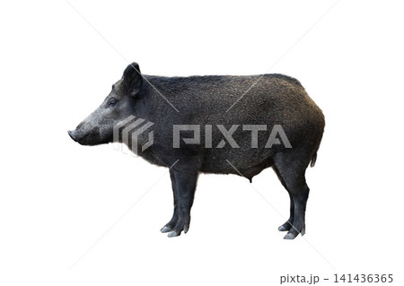 female wild boar isolated on white background female wild boar isolated on white background 141436365