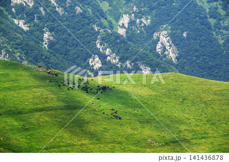 Pasture with cows grazing on vibrant grass 141436878