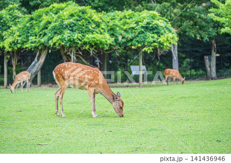 草を食べる鹿 奈良公園飛火野 草を食べる鹿 奈良公園飛火野 141436946