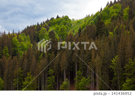 vast expanse of coniferous trees blankets undulating slopes of a mountain range cloudy atmosphere 141436952