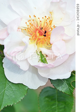 初夏の白いバラの花びらに隠れる可愛い緑の小さなバッタ いわき市フラワーセンター 初夏の白いバラの花びらに隠れる可愛い緑の小さなバッタ いわき市フラワーセンター 141436959