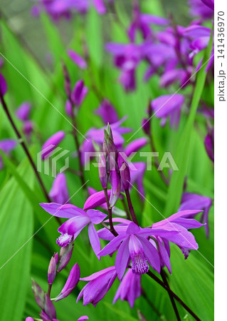初夏の庭園に赤紫色の花が鮮やかに密集して咲くシランの群生 紫蘭 いわき市フラワーセンター 初夏の庭園に赤紫色の花が鮮やかに密集して咲くシランの群生 紫蘭 いわき市フラワーセンター 141436970