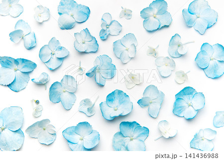 Blue hydrangea petals scatter on white background Blue hydrangea petals scatter on white background 141436988