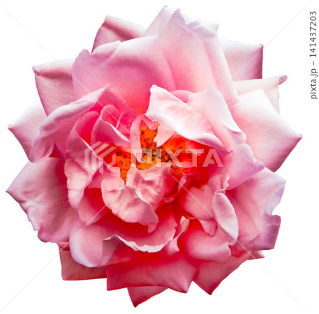 Light pink rose flower on white isolated background. Closeup. For design. Nature. Light pink rose flower on white isolated background. Closeup. For design. Nature. 141437203