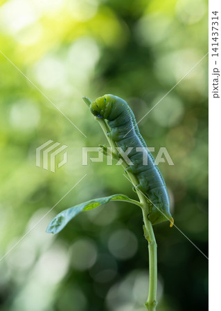 Macro closeup of Daphnis nerii eating leaves under natural sunlight Macro closeup of Daphnis nerii eating leaves under natural sunlight 141437314