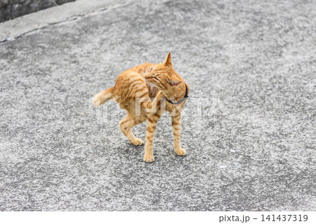 くつろぐ猫 141437319