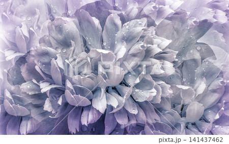 Floral spring background. Peonies flowers and petals flowers. Close-up. Greeting card. Nature. Floral spring background. Peonies flowers and petals flowers. Close-up. Greeting card. Nature. 141437462
