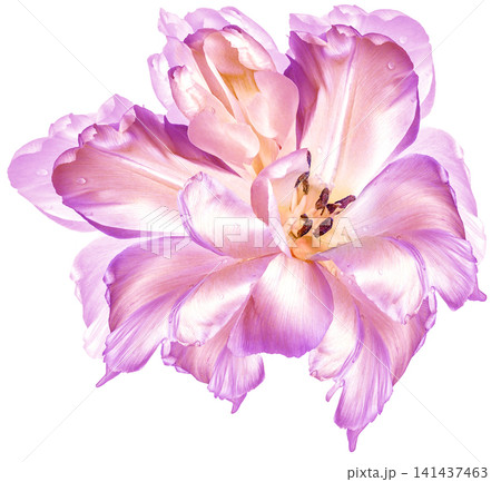 Tulip  flowers  on a white isolated background with clipping path. Closeup. For design. Nature. 141437463