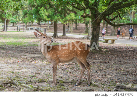 奈良公園の鹿 奈良公園の鹿 141437470