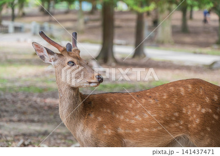 奈良公園の鹿　 141437471