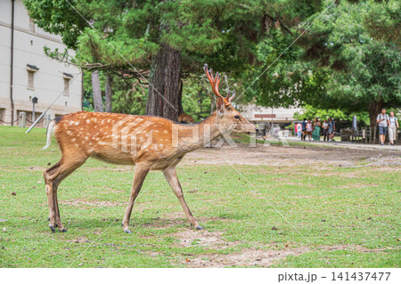 奈良公園の鹿 奈良国立博物館前 奈良公園の鹿 奈良国立博物館前 141437477