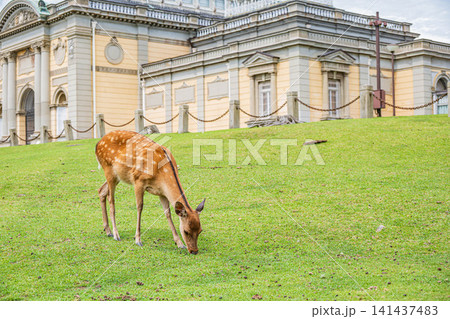 奈良公園の鹿 奈良国立博物館前 奈良公園の鹿 奈良国立博物館前 141437483