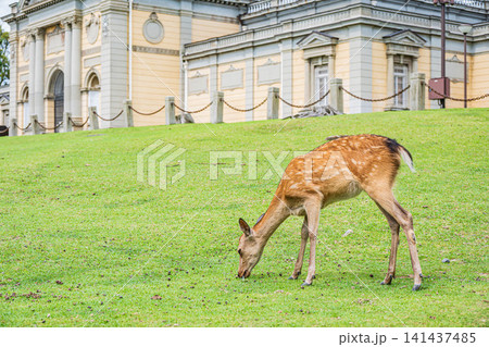 奈良公園の鹿 奈良国立博物館前 奈良公園の鹿 奈良国立博物館前 141437485