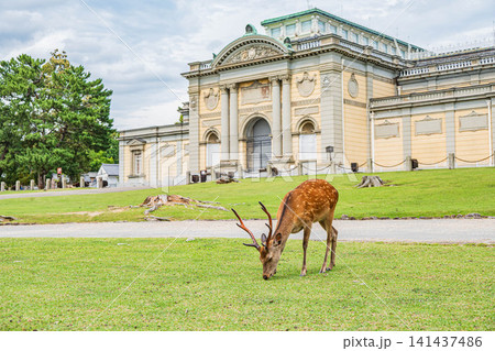 奈良公園の鹿 奈良国立博物館前 奈良公園の鹿 奈良国立博物館前 141437486