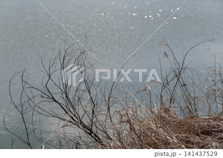 水面 水辺 枯れ草 湖畔 池 光反射 水の輝き 自然 春 背景素材 風景 水面 水辺 枯れ草 湖畔 池 光反射 水の輝き 自然 春 背景素材 風景 141437529