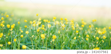Yellow spring flowers against a background of green grass. Yellow spring flowers against a background of green grass. 141437561