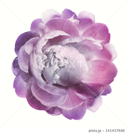Pink peony flower on white isolated background with clipping pa Pink peony flower on white isolated background with clipping pa 141437686