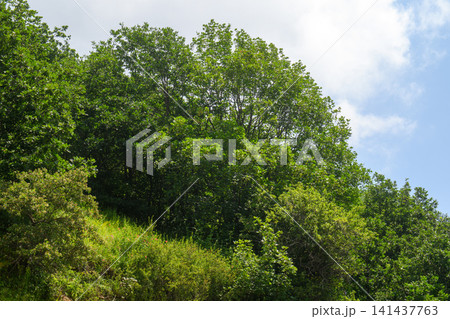 Sunlight filters through dense foliage on a sloping woodland area Sunlight filters through dense foliage on a sloping woodland area 141437763